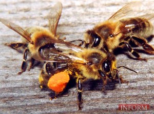Здоровье - в продуктах пчеловодства