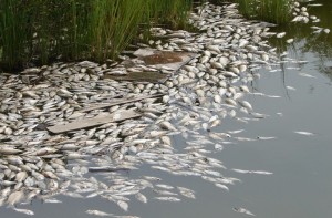 Ответит ли кто-то за отравленное Лебяжье озеро и гибель рыбы?