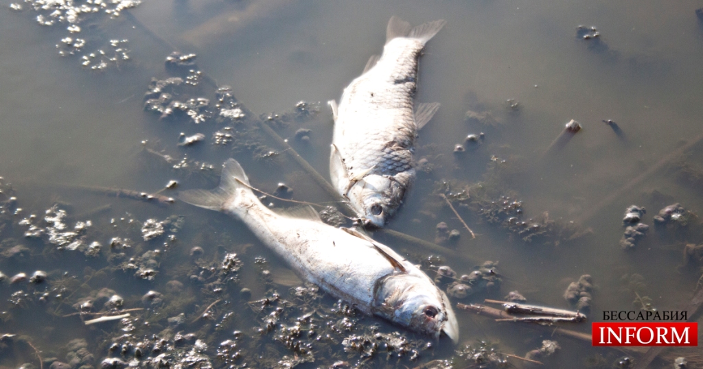 Что же погубило рыбу на Лебяжьем озере?