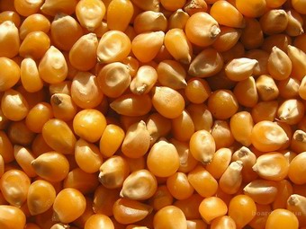 250 тонн зараженной кукурузы из Молдавии обнаружено в Ренийском порту