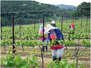 Болград: 37 человек отравились при работах на виноградниках