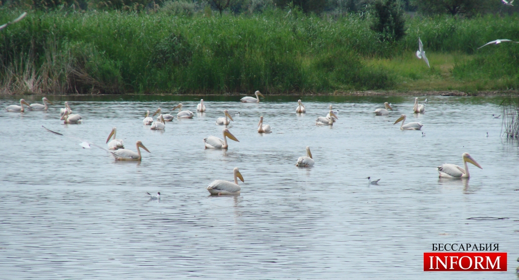 Измаил: выживут ли пеликаны на отравленном озере?