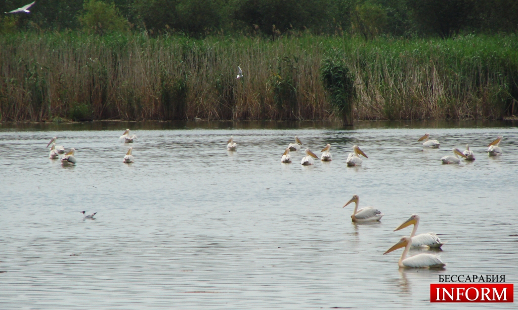 Измаил: выживут ли пеликаны на отравленном озере?