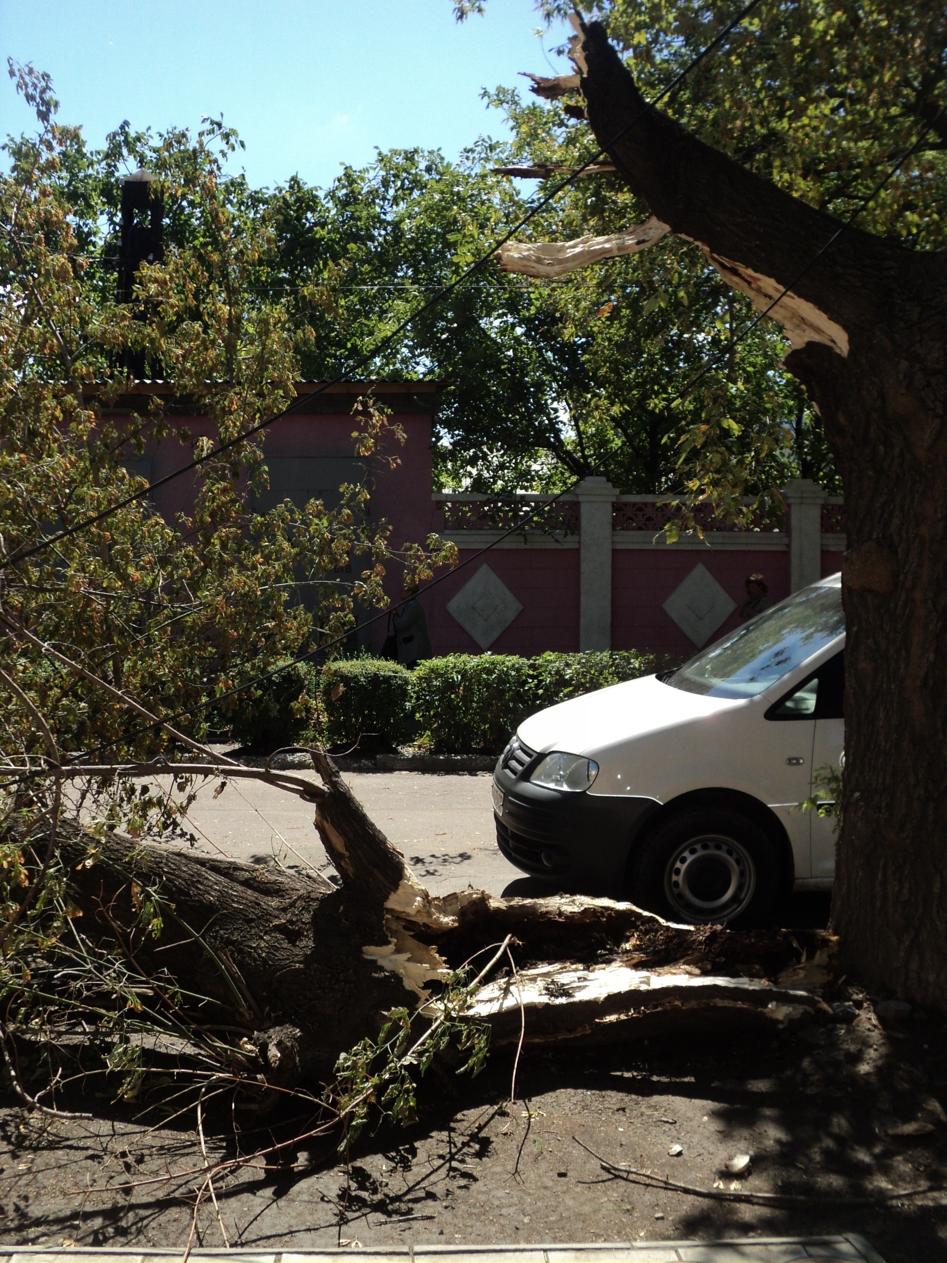 Измаил: из-за урагана на ул. Болградской на дорогу упало огромное дерево