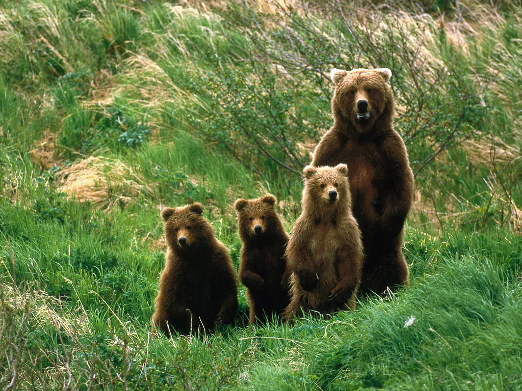 4 медведя ворвались в дом В Норвегии и выпили 100 банок пива:)