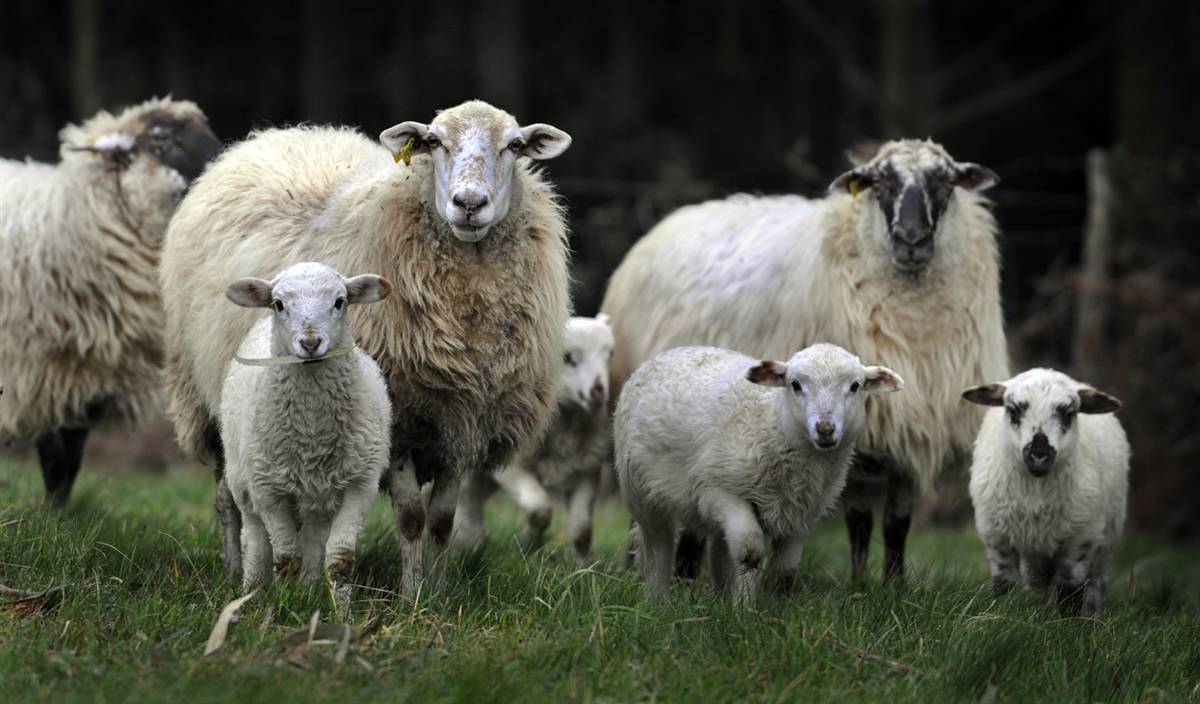 В Арцизском районе пастух украл овец на 9 тыс. гривен.