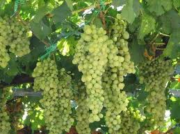 Арцизский р-н: о кадастре виноградников.