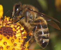Пчеловоды Одещины недовольны прошедшим летом.