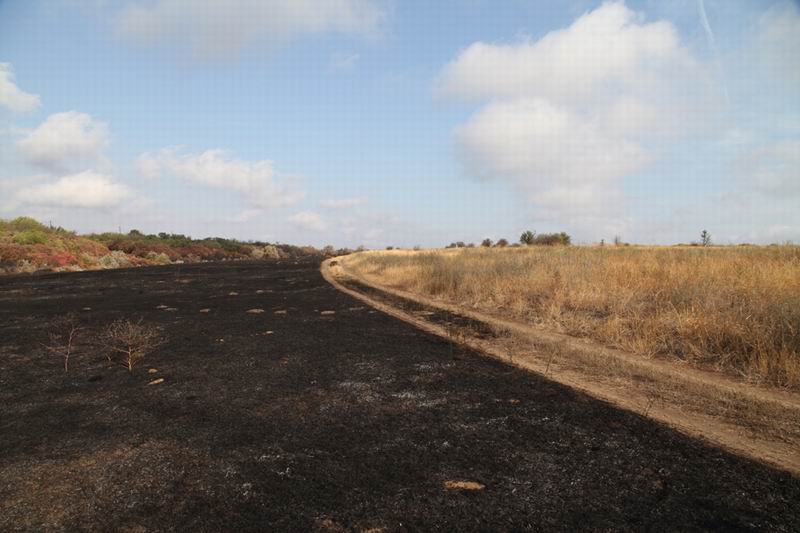 В Одесской области сожгли уникальную степь