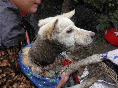 В Одессе нашли щенка с консервной банкой на шее! Человеческая жестокость не знает границ.