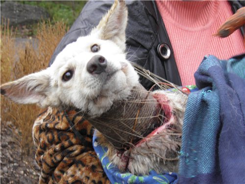 В Одессе нашли щенка с консервной банкой на шее! Человеческая жестокость не знает границ.