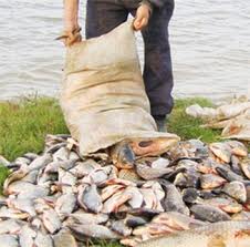В Ренийском р-не задержан рыбный браконьер