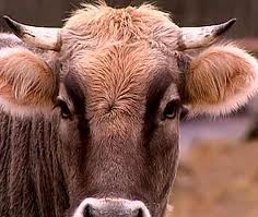 В Килийском р-не задержан "похититель коров"