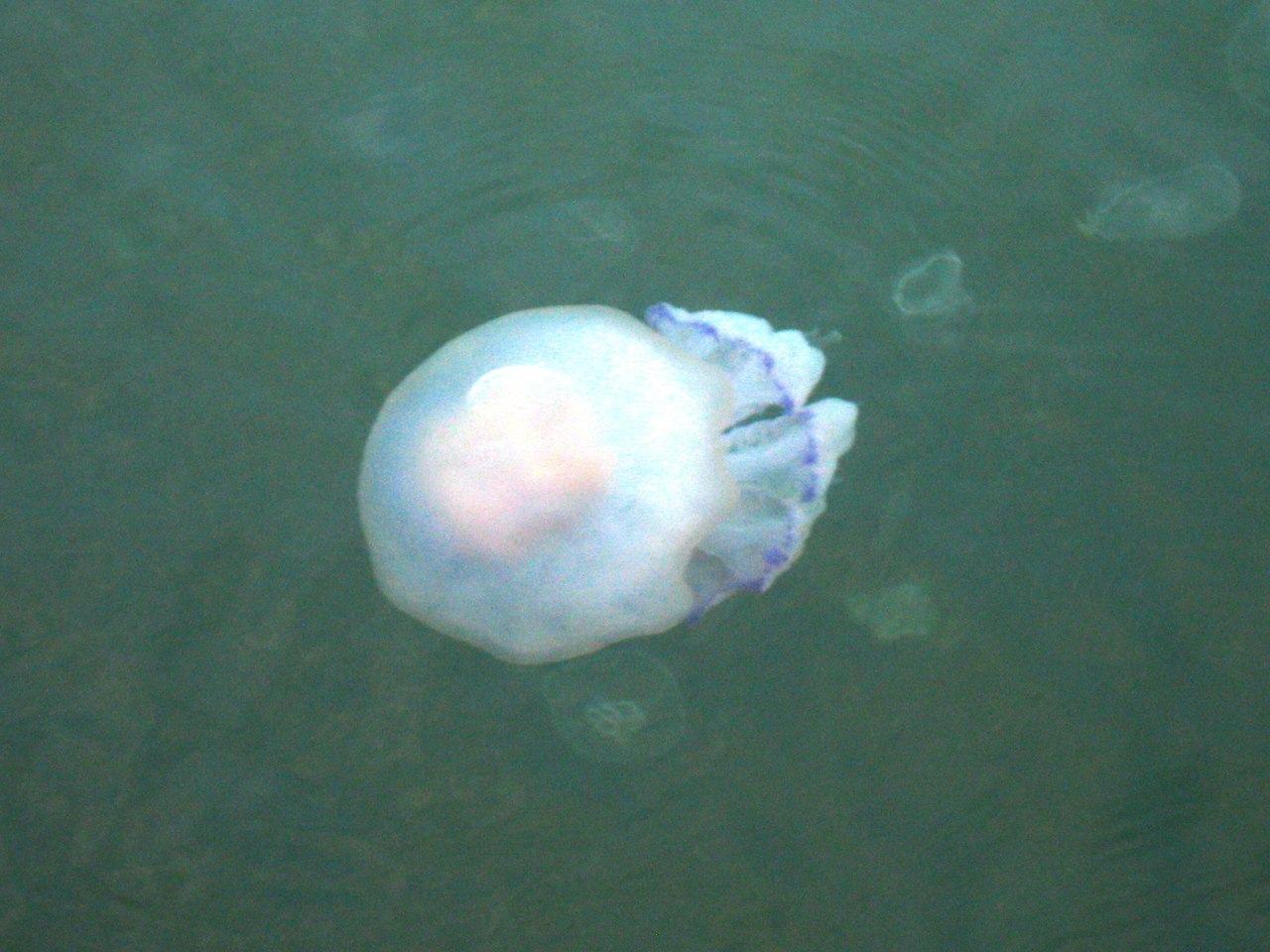 Одесский морвокзал заполонил редкий вид медуз.