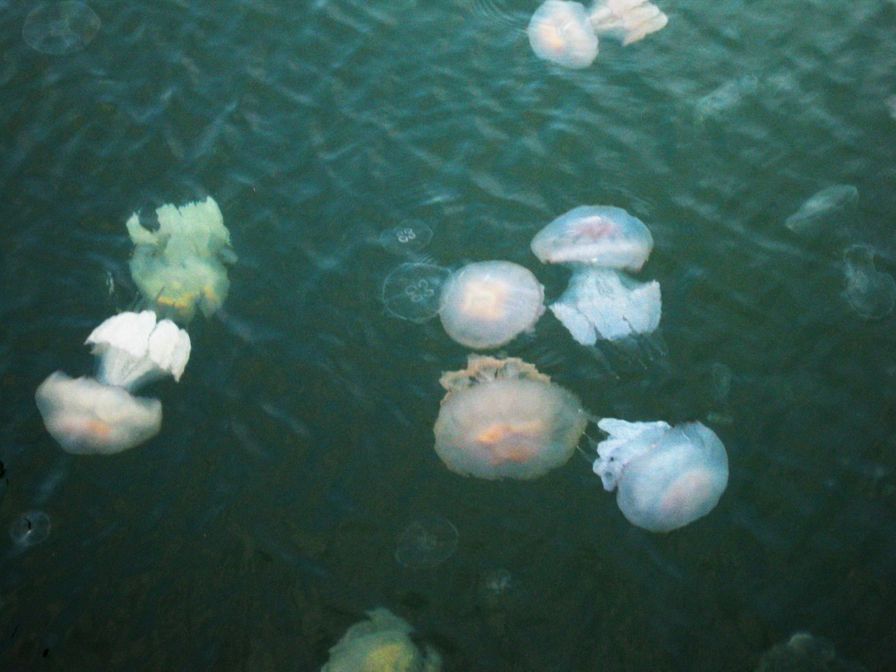 Одесский морвокзал заполонил редкий вид медуз.