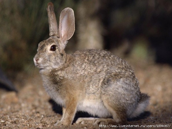 На Бессарабии сезон охоты на зайцев открыт