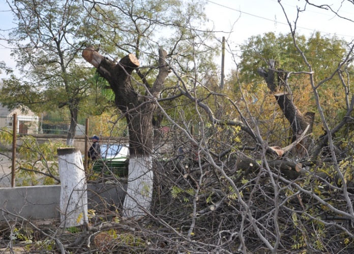 В центре Болграда уничтожают зеленые деревья. ФОТО