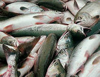 Ренийский р-н. Рыбак украл у своего "коллеги" 400 кг рыбы