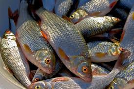 В Ренийском р-не "Беркут" задержал рыбного браконьера