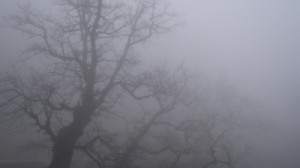fog_11660000