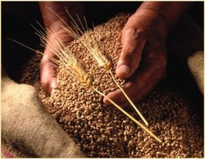yields-of-grain-and-leguminous-crops