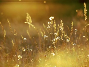 Fields_Of_Gold_II__by_Blutr0t