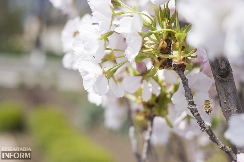lovetree-sakyda-izmail (4)