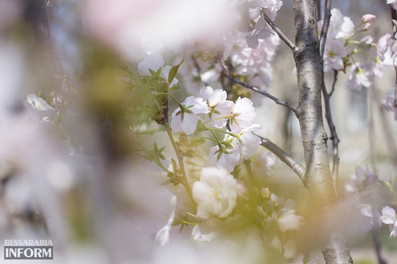 lovetree-sakyda-izmail (5)