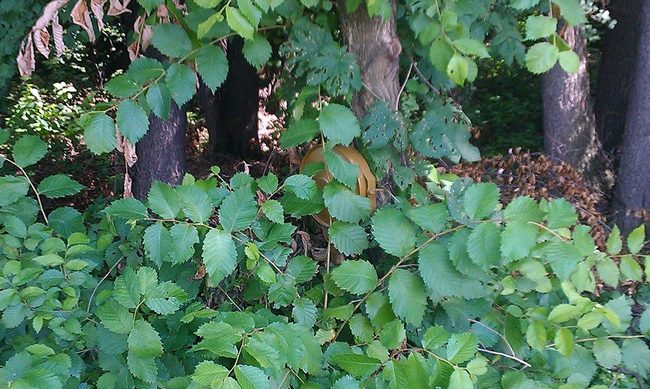 7fe3431573866fa1f762a2cd968cda35