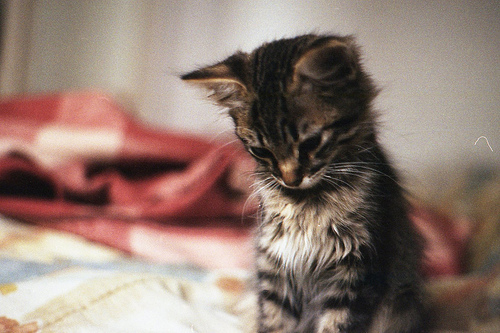 sad-cat-beauty-Favim.com-584704