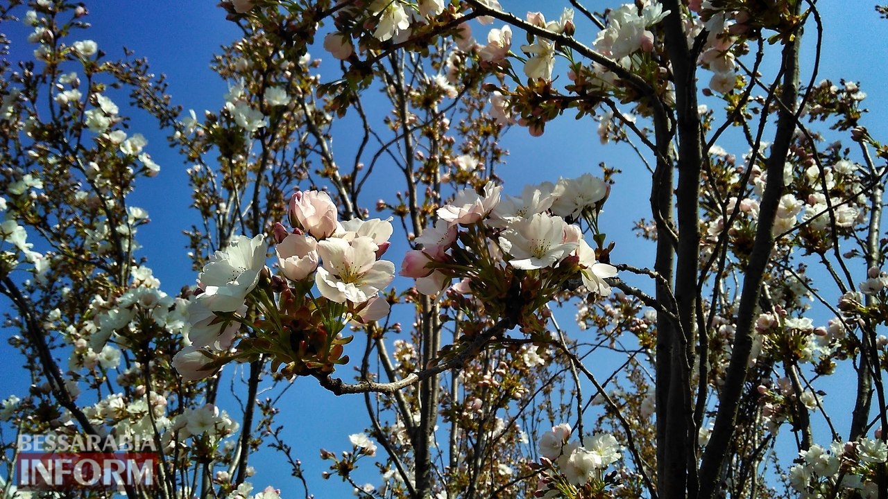 цветение сакуры в Измаиле.