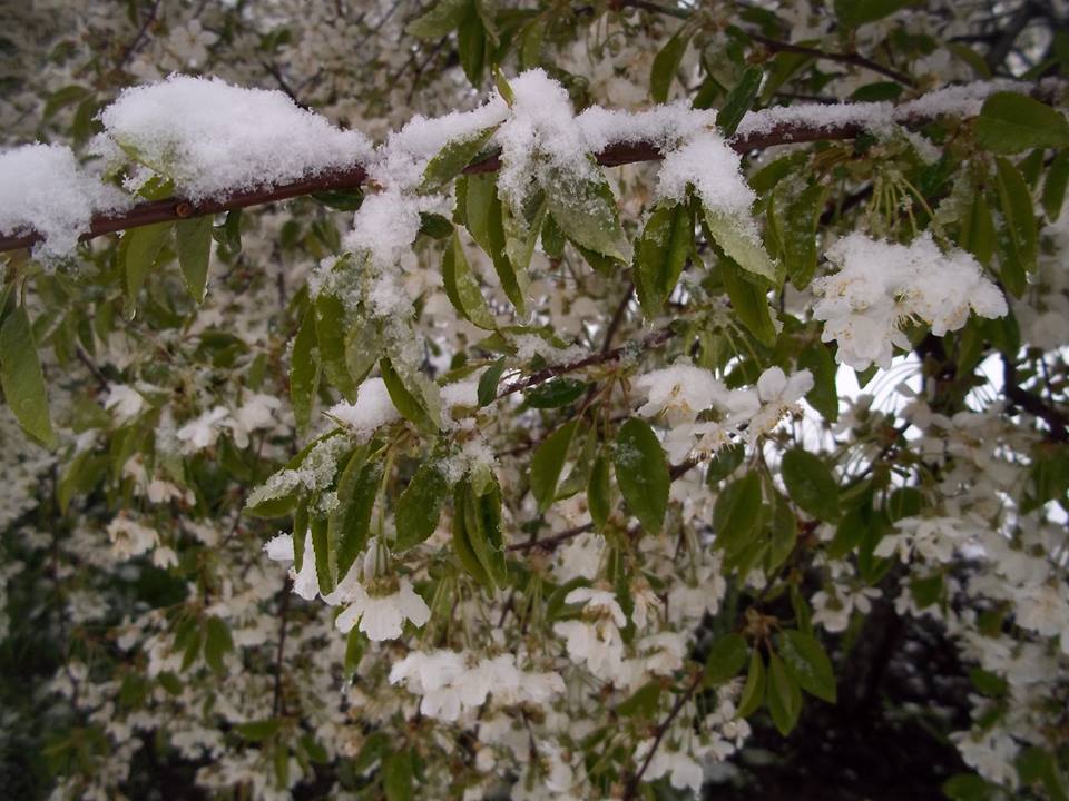 снег в апреле2