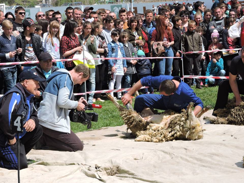 В Арцизском районе состоялся первый в Украине чемпионат по стрижке овец