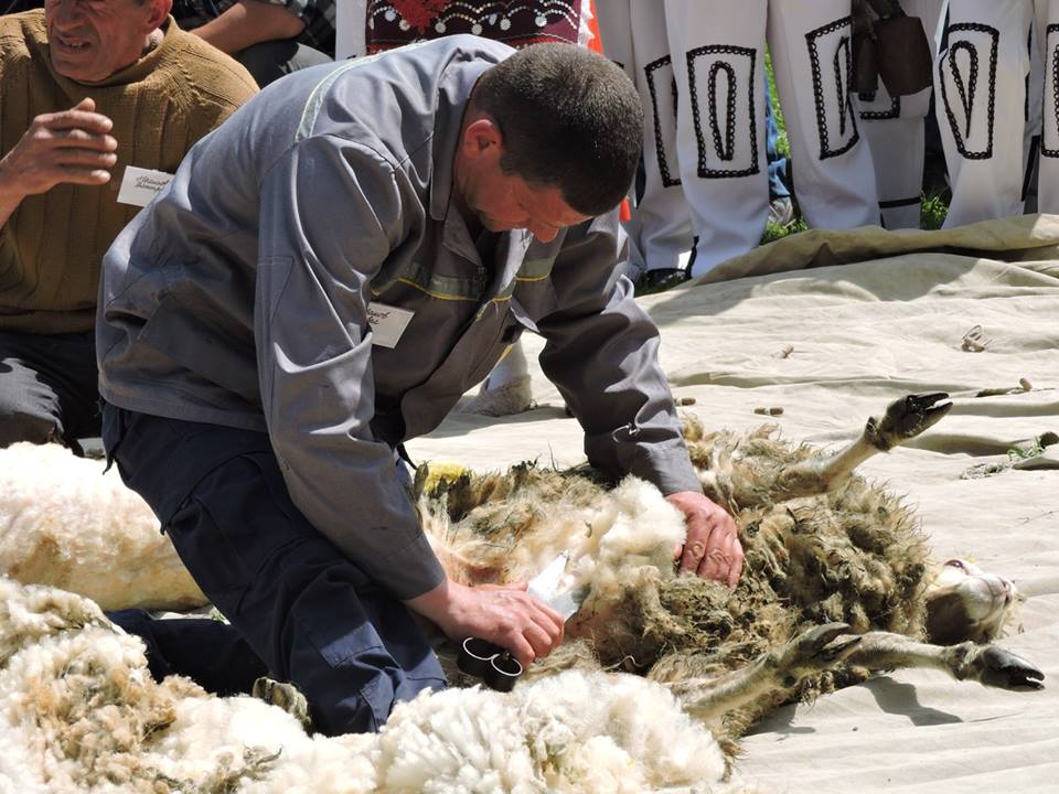 В Арцизском районе состоялся первый в Украине чемпионат по стрижке овец