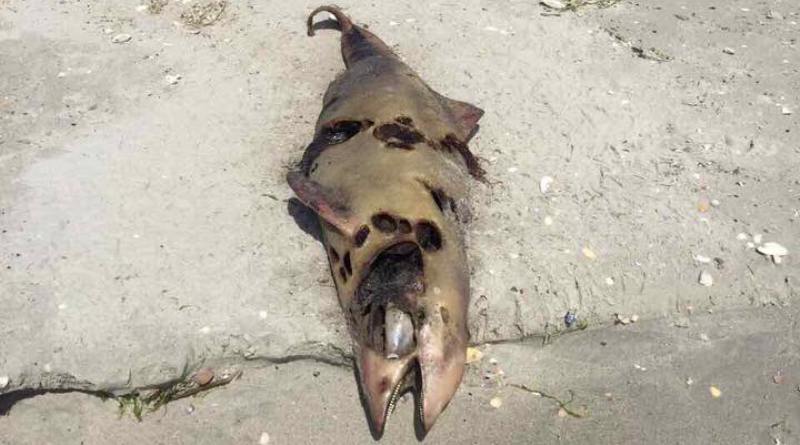 На побережье Килийского района выбросило десятки дельфинов, погибших в браконьерских сетях