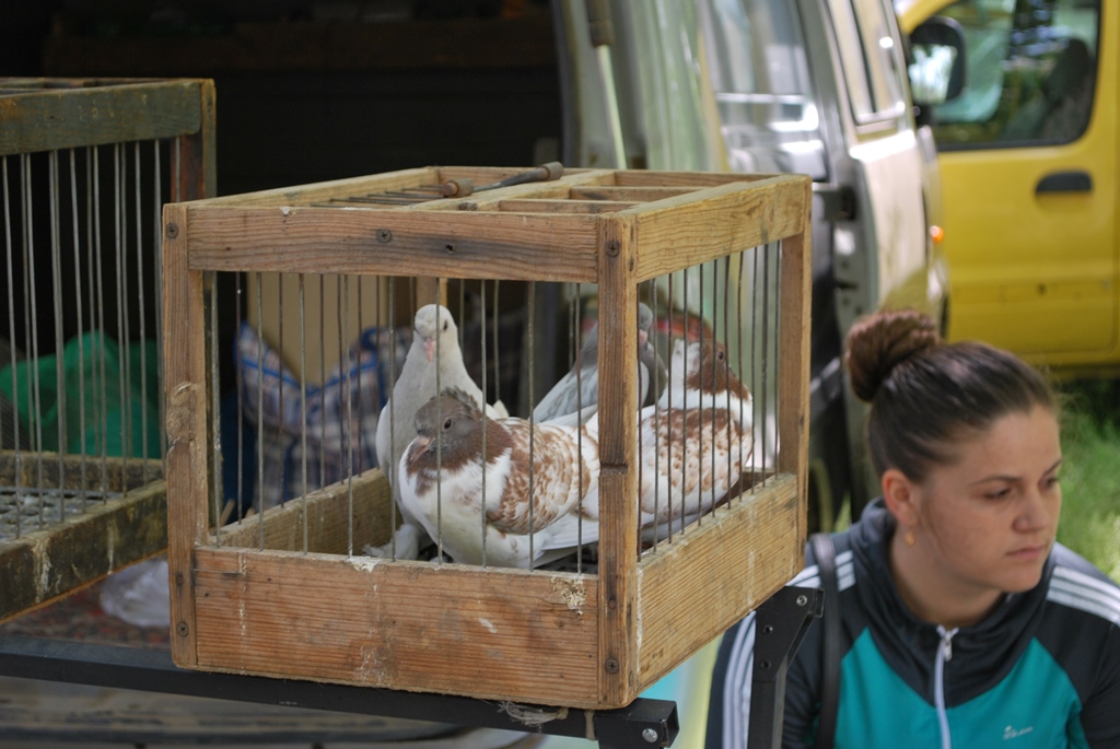 Лучший семейный отдых: в Измаиле прошла традиционная выставка-ярмарка домашних животных и птиц