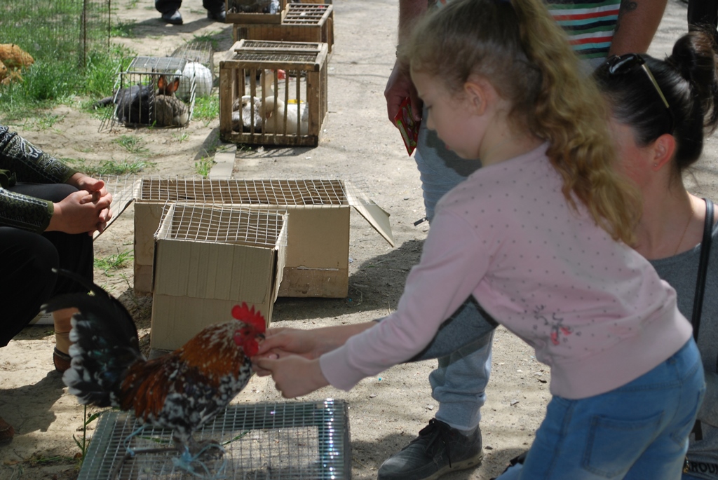 В Измаиле прошла традиционная выставка-ярмарка домашних животных и птиц.