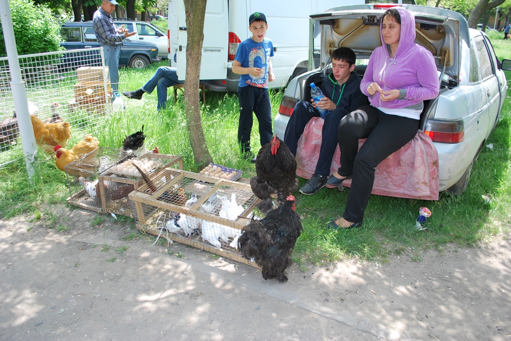 В Измаиле прошла традиционная выставка-ярмарка домашних животных и птиц.