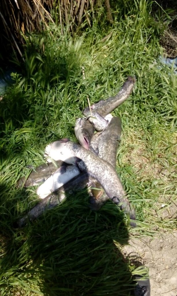 В Ренийском районе браконьеры, удирая от пограничников, бросили прицеп с сетями и 200 кг рыбы