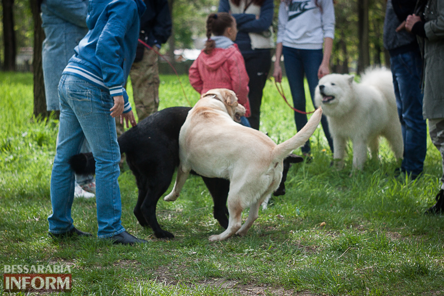 Полный парк четвероногого счастья: в Измаиле прошел ежегодный племенной смотр собак