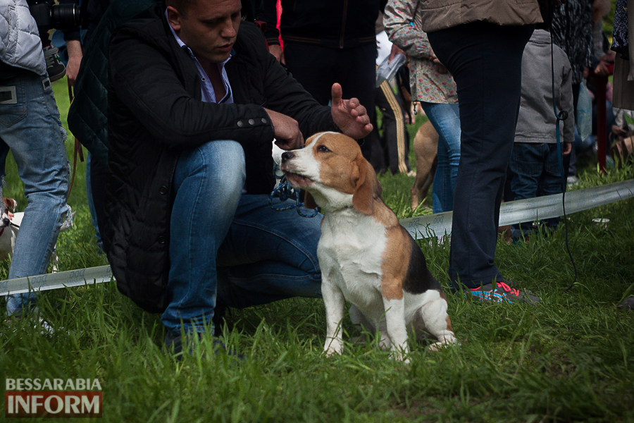 Полный парк четвероногого счастья: в Измаиле прошел ежегодный племенной смотр собак