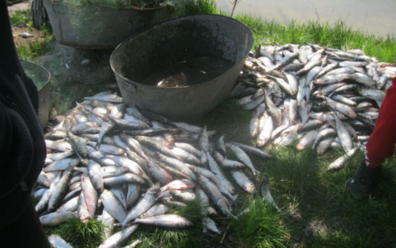 На Днестровском лимане у браконьеров изъяли 900 рыб.