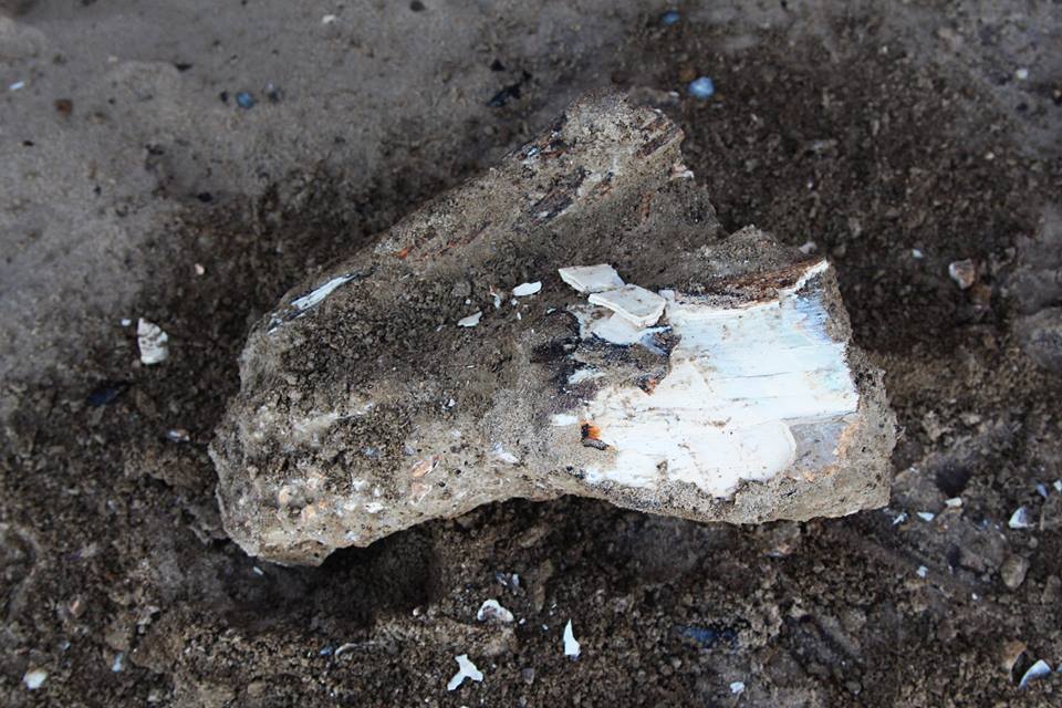 На территории Бессарабии найдены останки доисторических животных
