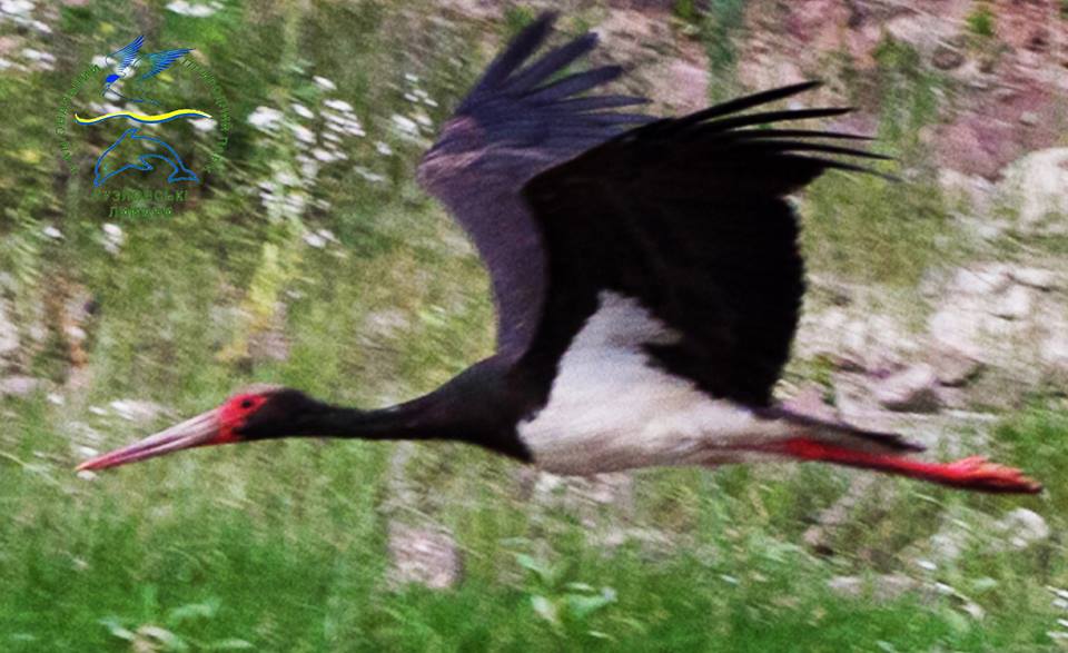 В степях Бессарабии поселились редкие птицы