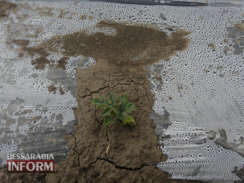 Экорай в Измаильском р-не: хозяйство-пионер из Сафьян выращивает органическую продукцию без капли химии