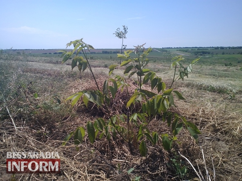 Сад смелых экспериментов: фермер-селекционер развивает в Бессарабии традиционное ореховое хозяйство