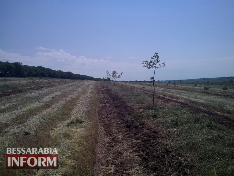 Сад смелых экспериментов: фермер-селекционер развивает в Бессарабии традиционное ореховое хозяйство