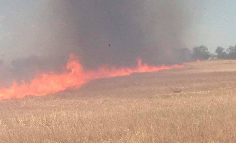 В Килийском районе фермеры сжигают стерню вместе с лесопосадками и животными.