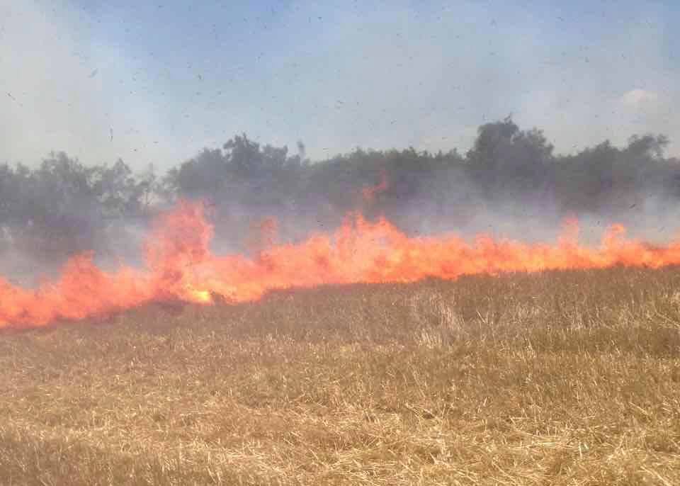 В Килийском районе фермеры сжигают стерню вместе с лесопосадками и животными.