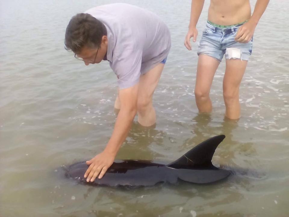 В районе Вилково туристы спасли трех дельфинов.